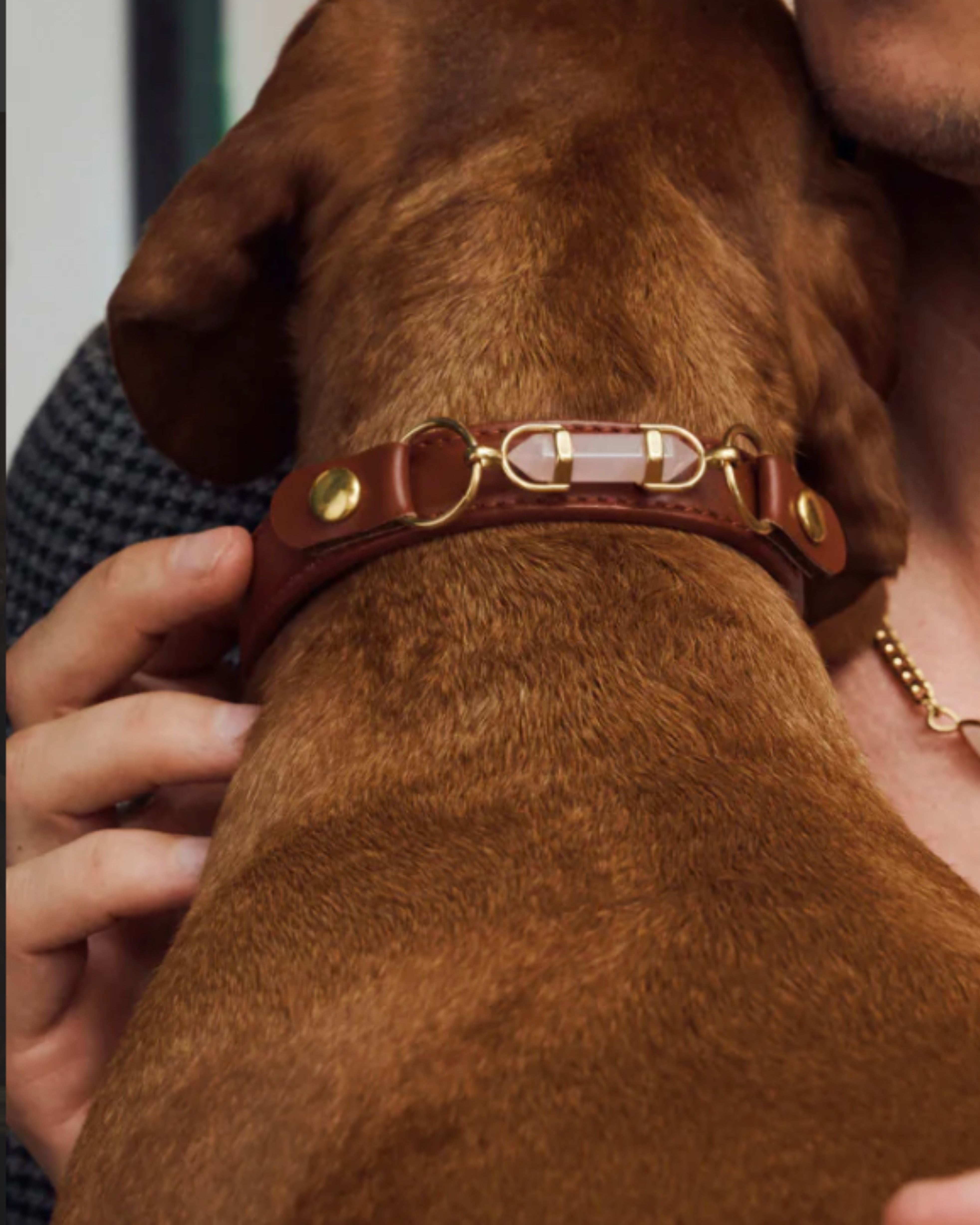 soul dog collar | chestnut | aura animale