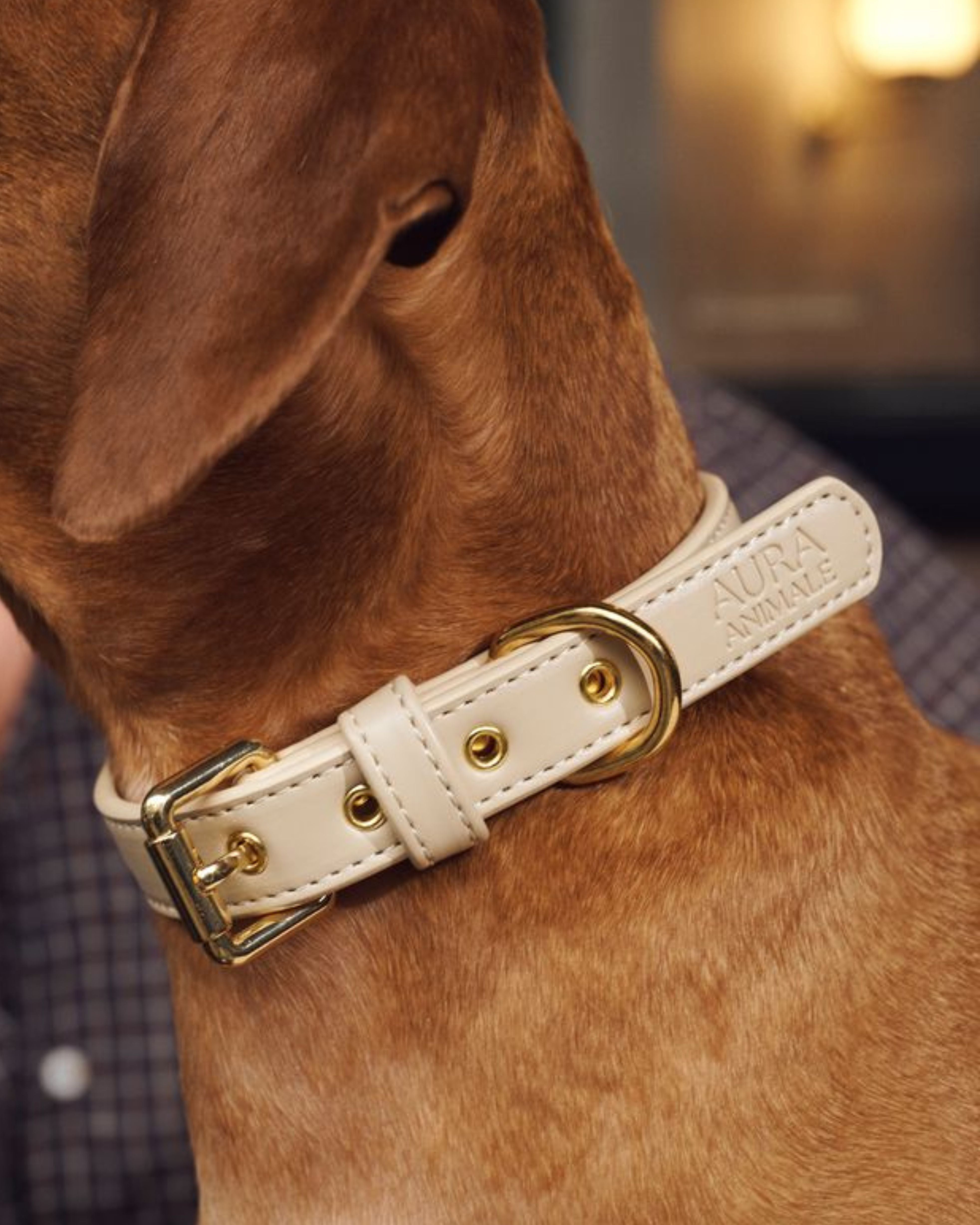soul dog collar | cream | aura animale