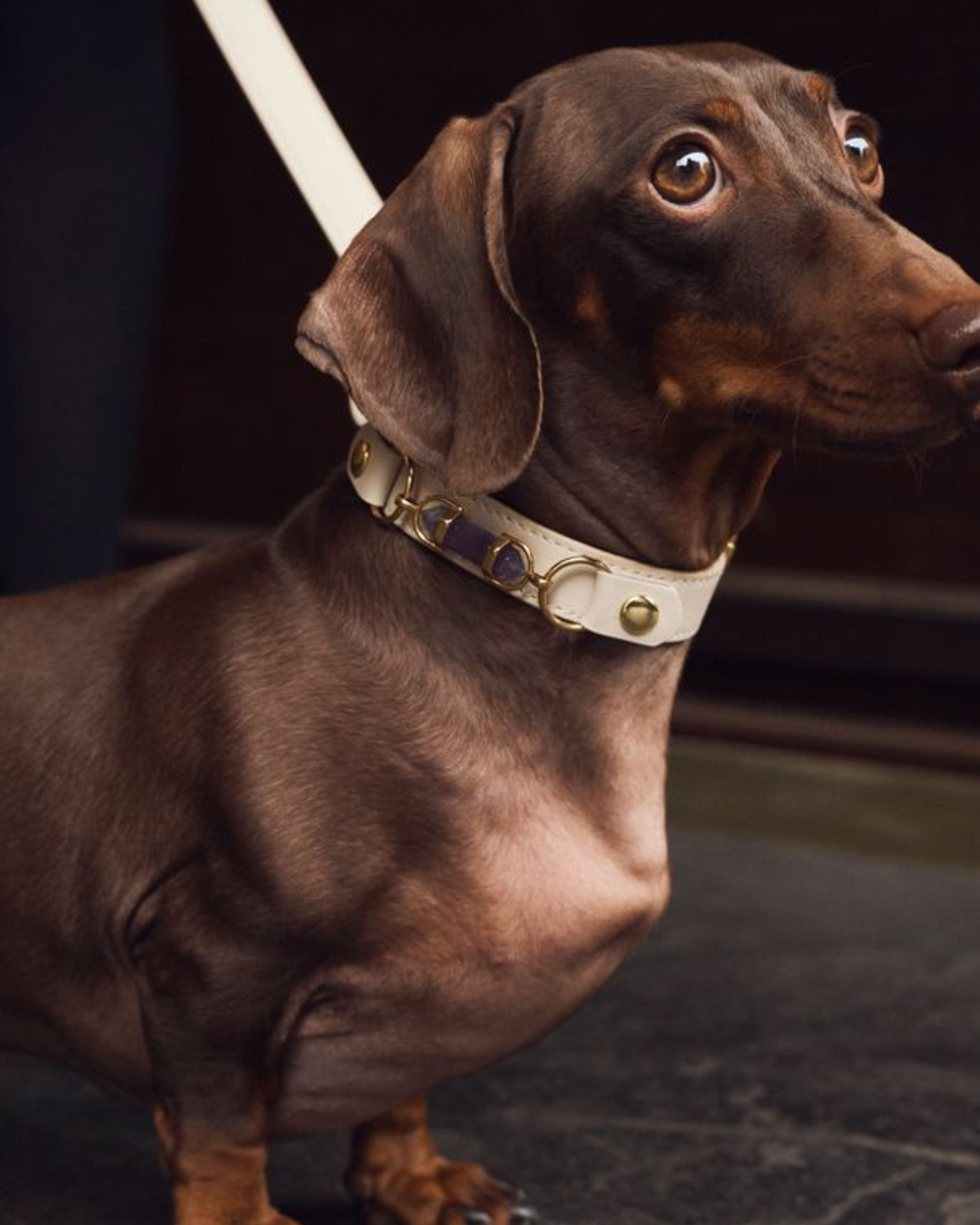 soul dog collar | cream | aura animale