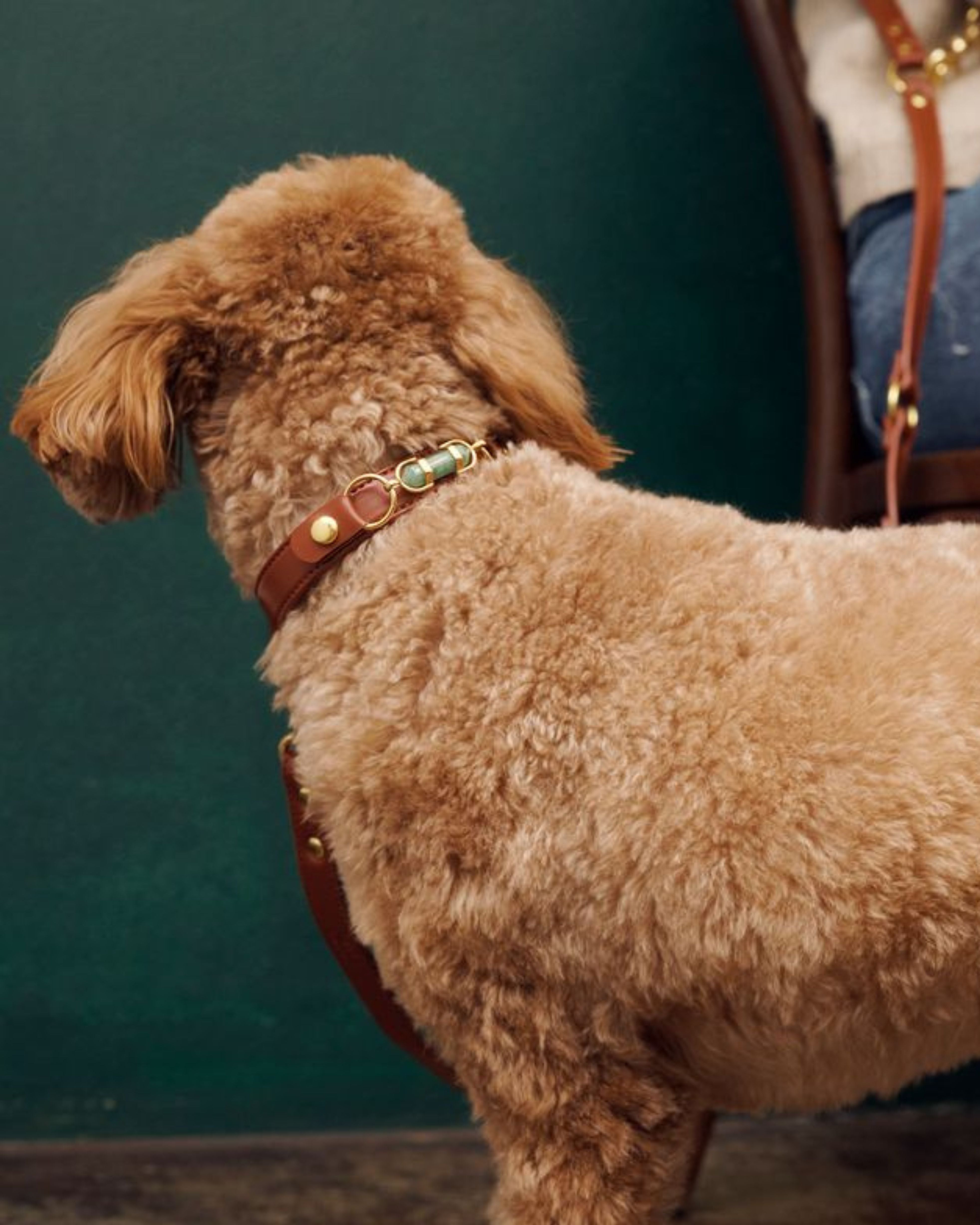 soul dog collar | cream | aura animale