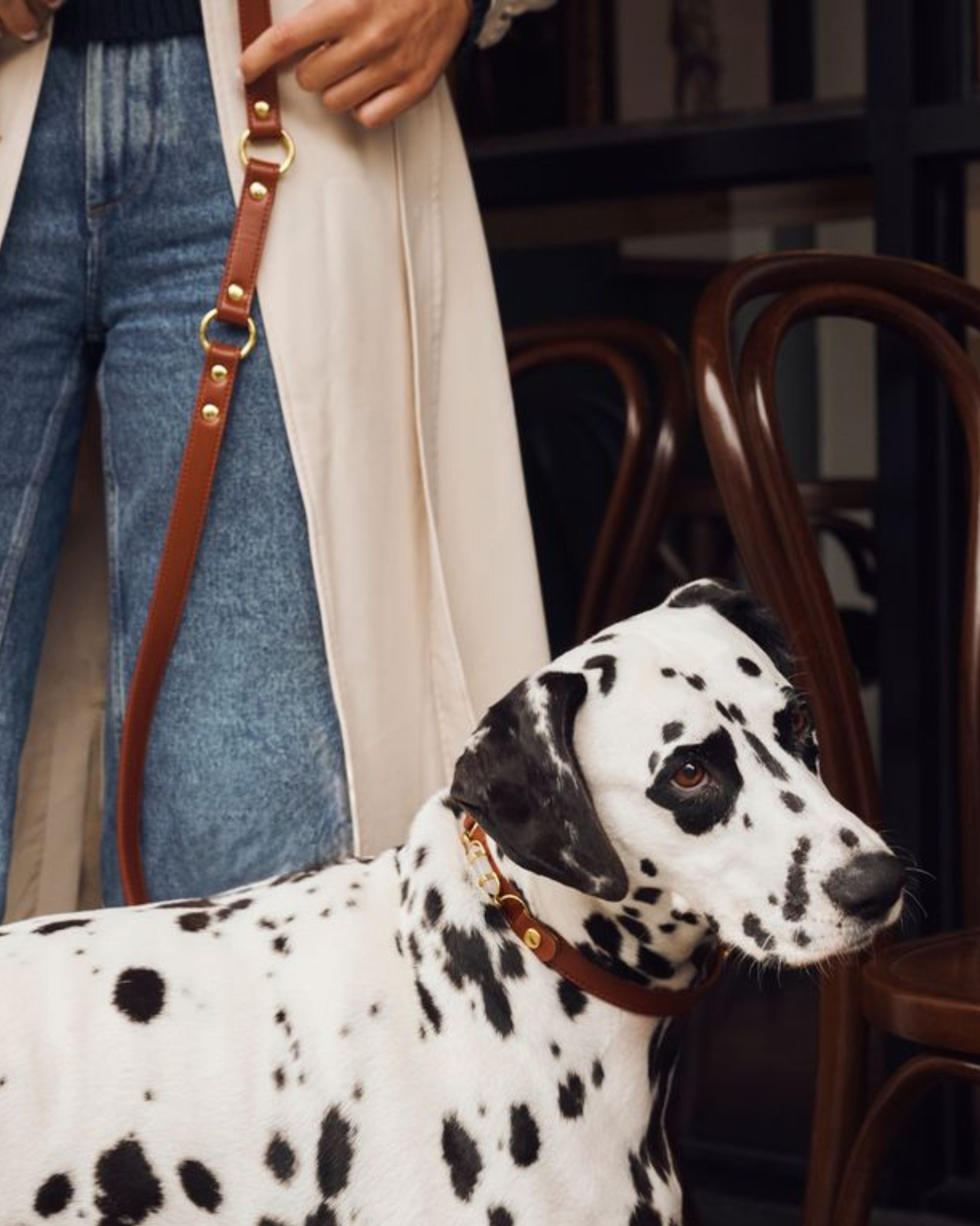 soul dog collar | chestnut | aura animale