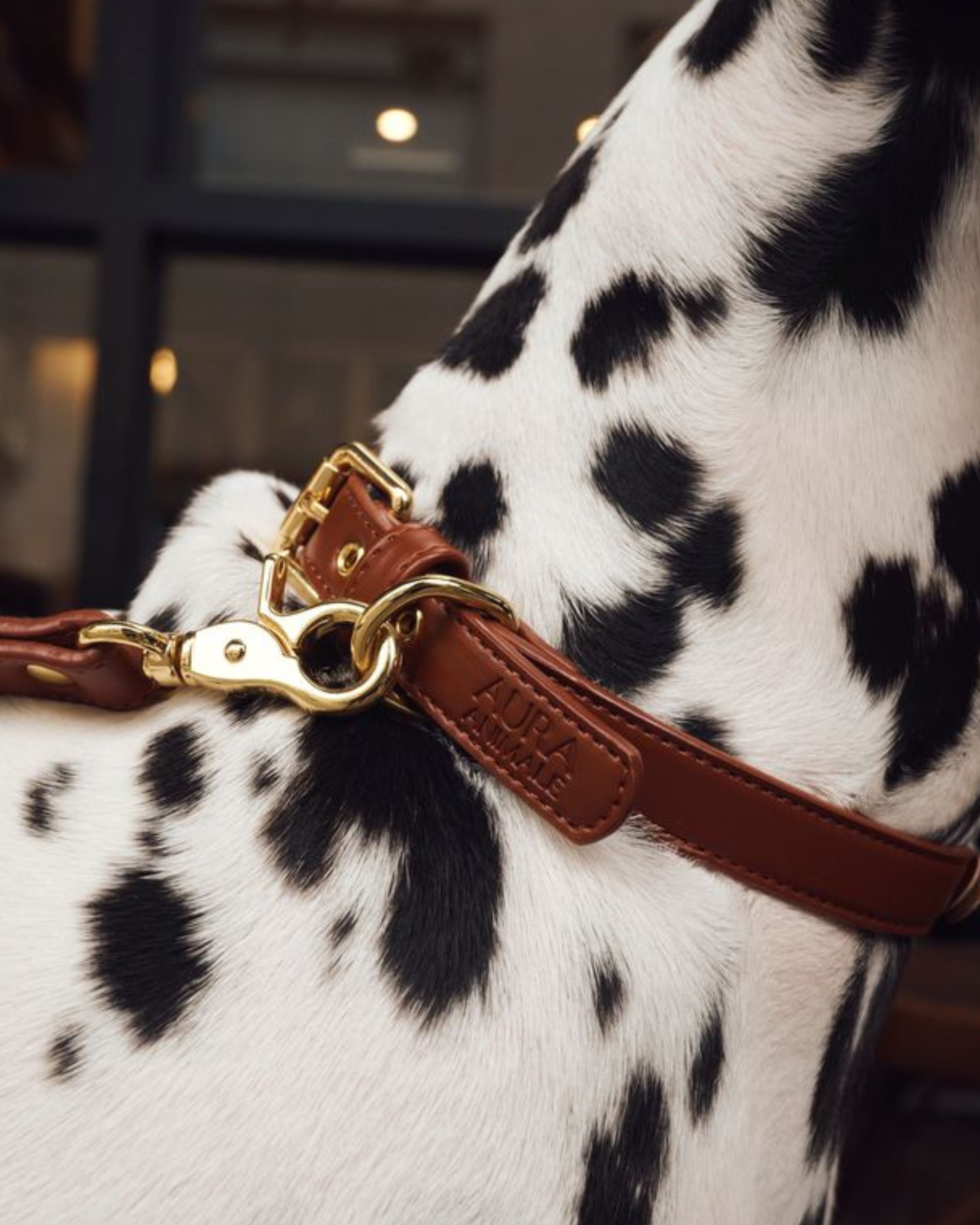 soul dog collar | chestnut | aura animale